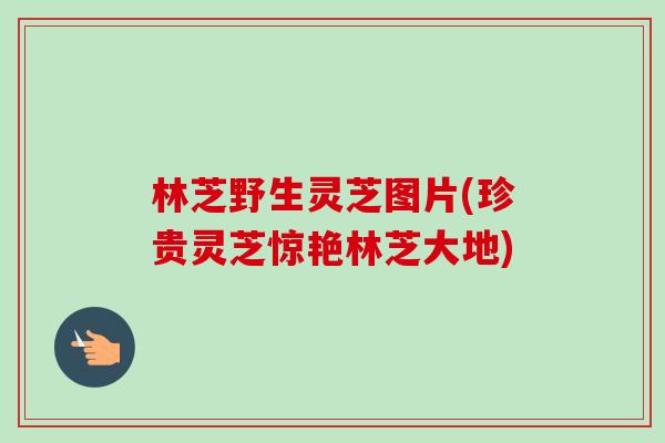 林芝野生灵芝图片(珍贵灵芝惊艳林芝大地)