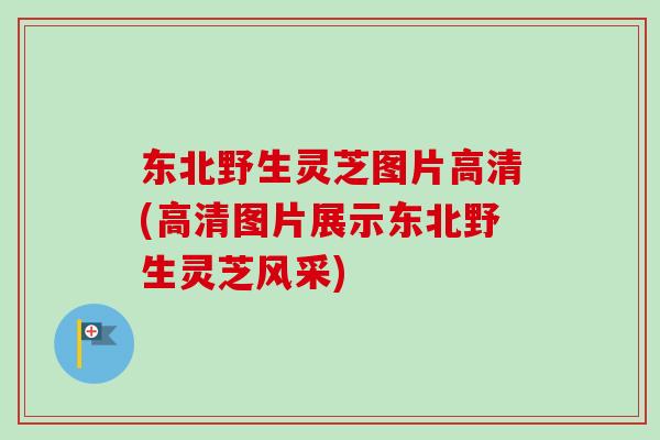 东北野生灵芝图片高清(高清图片展示东北野生灵芝风采) 东北野生灵芝图片高清(高清图片展示东北野生灵芝风采)