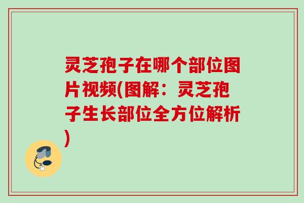 灵芝孢子在哪个部位图片视频(图解:灵芝孢子生长部位全方位解析) 灵芝孢子在哪个部位图片视频(图解:灵芝孢子生长部位全方位解析)
