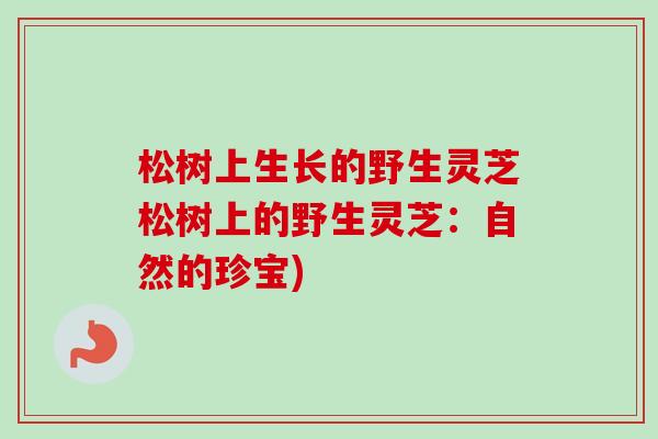 松树上生长的野生灵芝松树上的野生灵芝:自然的珍宝) 松树上生长的野生灵芝松树上的野生灵芝:自然的珍宝)