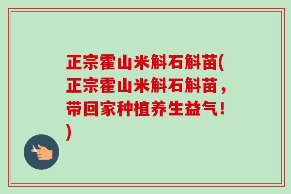 正宗霍山米斛石斛苗(正宗霍山米斛石斛苗，带回家种植养生益气！)