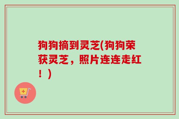 狗狗摘到灵芝(狗狗荣获灵芝,照片连连走红!) 狗狗摘到灵芝(狗狗荣获灵芝,照片连连走红!)