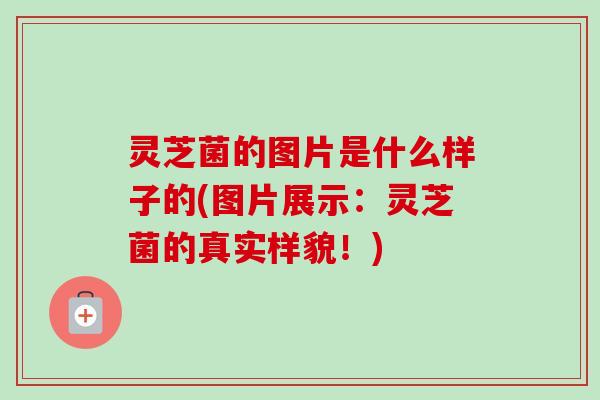 灵芝菌的图片是什么样子的(图片展示:灵芝菌的真实样貌!) 灵芝菌的图片是什么样子的(图片展示:灵芝菌的真实样貌!)