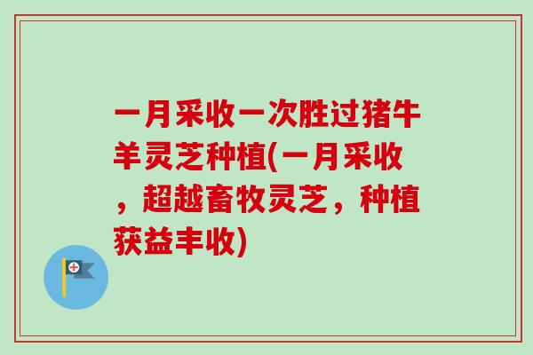 一月采收一次胜过猪牛羊灵芝种植(一月采收,超越畜牧灵芝,种植获益丰收) 一月采收一次胜过猪牛羊灵芝种植(一月采收,超越畜牧灵芝,种植获益丰收)