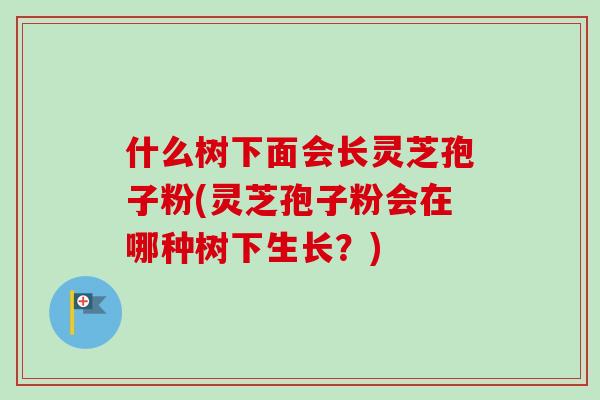 什么树下面会长灵芝孢子粉(灵芝孢子粉会在哪种树下生长?) 什么树下面会长灵芝孢子粉(灵芝孢子粉会在哪种树下生长?)