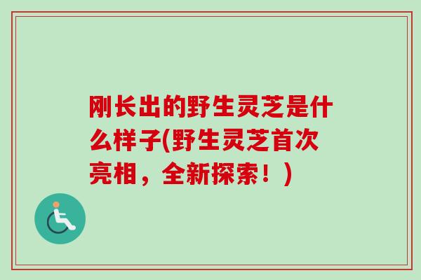 刚长出的野生灵芝是什么样子(野生灵芝首次亮相,全新探索!) 刚长出的野生灵芝是什么样子(野生灵芝首次亮相,全新探索!)