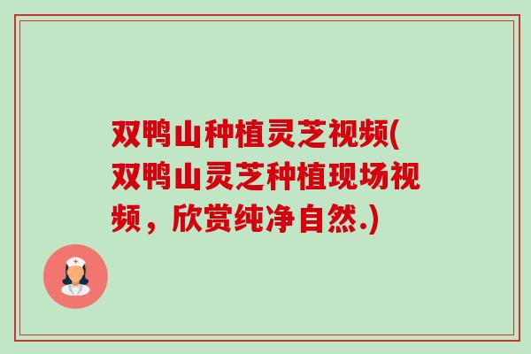 双鸭山种植灵芝视频(双鸭山灵芝种植现场视频,欣赏纯净自然.) 双鸭山种植灵芝视频(双鸭山灵芝种植现场视频,欣赏纯净自然.)