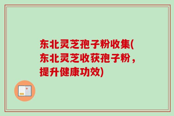 东北灵芝孢子粉收集(东北灵芝收获孢子粉,提升健康功效) 东北灵芝孢子粉收集(东北灵芝收获孢子粉,提升健康功效)