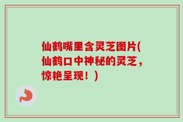 仙鹤嘴里含灵芝图片(仙鹤口中神秘的灵芝,惊艳呈现!) 仙鹤嘴里含灵芝图片(仙鹤口中神秘的灵芝,惊艳呈现!)