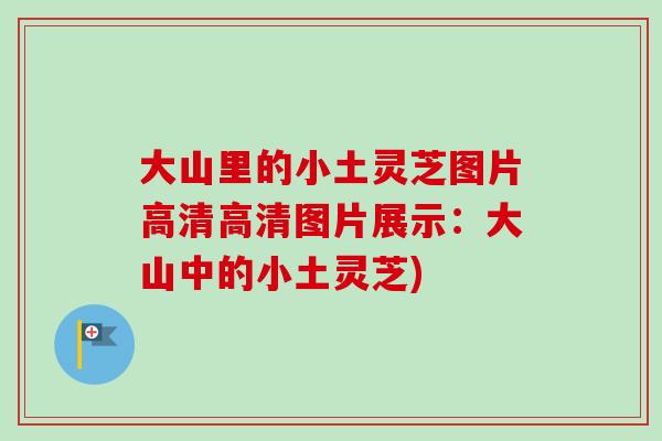 大山里的小土灵芝图片高清高清图片展示:大山中的小土灵芝) 大山里的小土灵芝图片高清高清图片展示:大山中的小土灵芝)