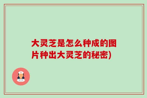大灵芝是怎么种成的图片种出大灵芝的秘密)