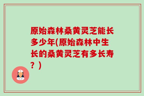 原始森林桑黄灵芝能长多少年(原始森林中生长的桑黄灵芝有多长寿？)