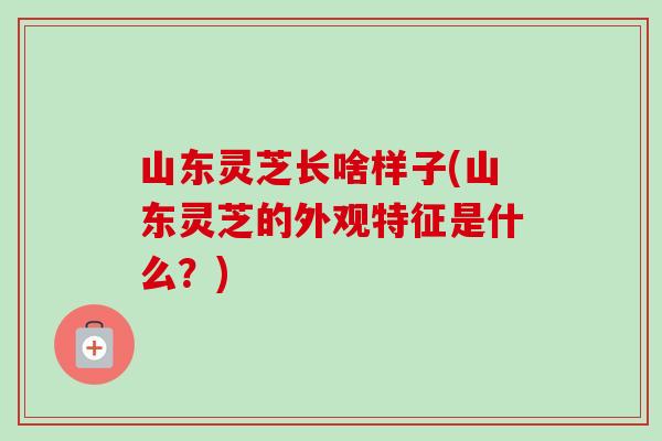 山东灵芝长啥样子(山东灵芝的外观特征是什么?) 山东灵芝长啥样子(山东灵芝的外观特征是什么?)