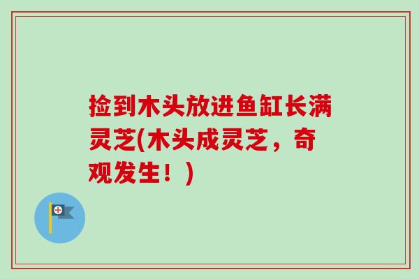 捡到木头放进鱼缸长满灵芝(木头成灵芝,奇观发生!) 捡到木头放进鱼缸长满灵芝(木头成灵芝,奇观发生!)