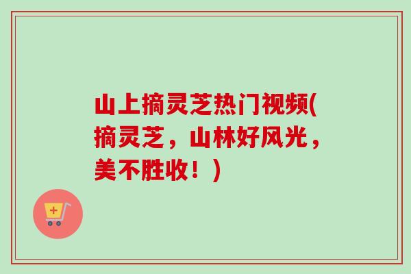 山上摘灵芝热门视频(摘灵芝,山林好风光,美不胜收!) 山上摘灵芝热门视频(摘灵芝,山林好风光,美不胜收!)