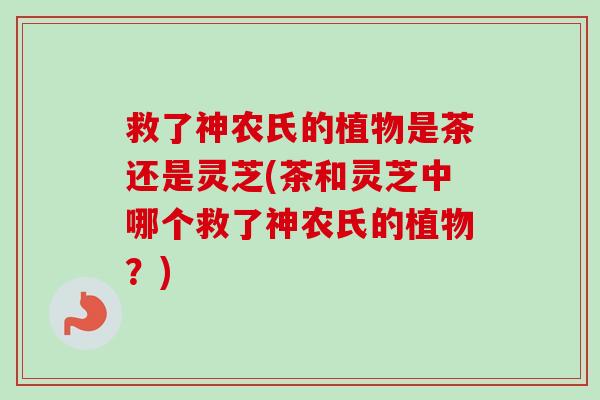 救了神农氏的植物是茶还是灵芝(茶和灵芝中哪个救了神农氏的植物?) 救了神农氏的植物是茶还是灵芝(茶和灵芝中哪个救了神农氏的植物?)