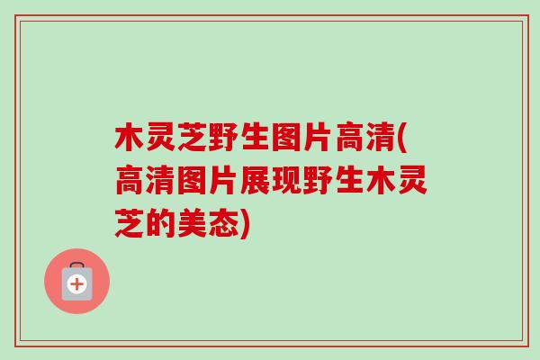 木灵芝野生图片高清(高清图片展现野生木灵芝的美态) 木灵芝野生图片高清(高清图片展现野生木灵芝的美态)