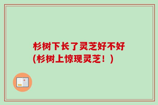 杉树下长了灵芝好不好(杉树上惊现灵芝!) 杉树下长了灵芝好不好(杉树上惊现灵芝!)