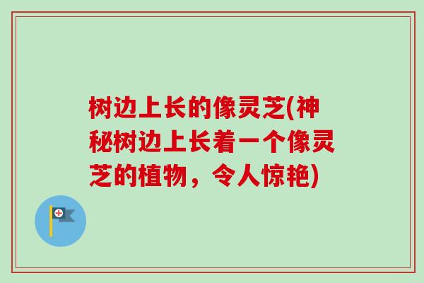 树边上长的像灵芝(神秘树边上长着一个像灵芝的植物，令人惊艳)
