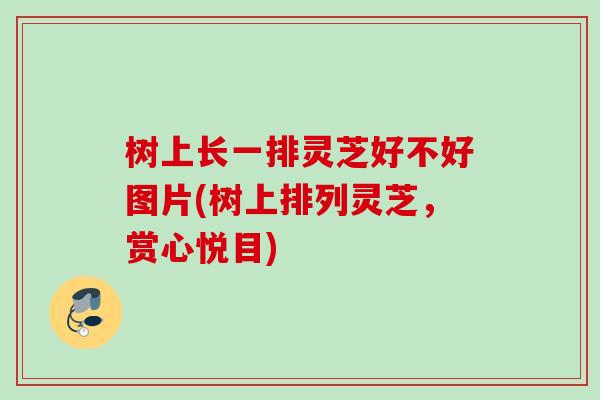 树上长一排灵芝好不好图片(树上排列灵芝，赏心悦目)