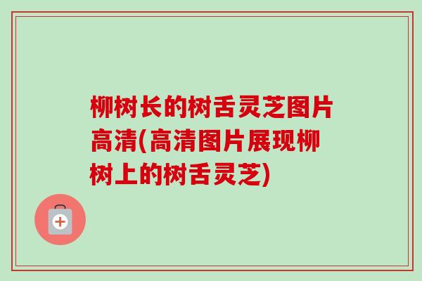 柳树长的树舌灵芝图片高清(高清图片展现柳树上的树舌灵芝) 柳树长的树舌灵芝图片高清(高清图片展现柳树上的树舌灵芝)