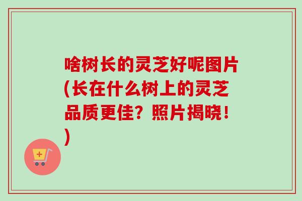 啥树长的灵芝好呢图片(长在什么树上的灵芝品质更佳?照片揭晓!) 啥树长的灵芝好呢图片(长在什么树上的灵芝品质更佳?照片揭晓!)