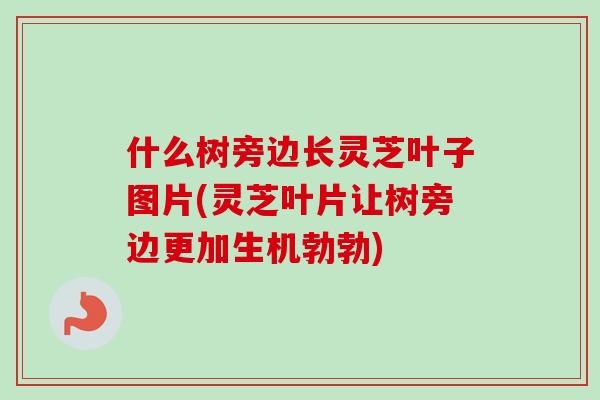 什么树旁边长灵芝叶子图片(灵芝叶片让树旁边更加生机勃勃) 什么树旁边长灵芝叶子图片(灵芝叶片让树旁边更加生机勃勃)