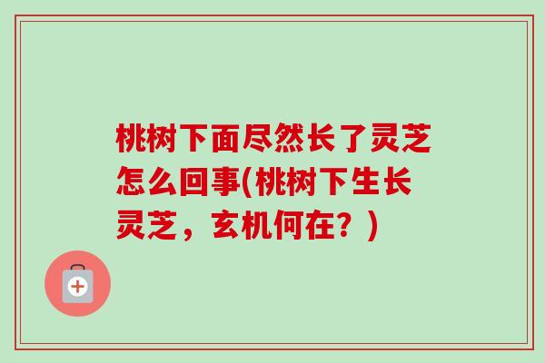 桃树下面尽然长了灵芝怎么回事(桃树下生长灵芝,玄机何在?) 桃树下面尽然长了灵芝怎么回事(桃树下生长灵芝,玄机何在?)