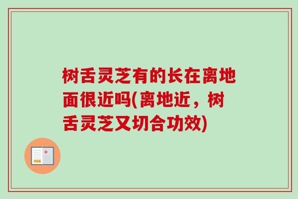 树舌灵芝有的长在离地面很近吗(离地近,树舌灵芝又切合功效) 树舌灵芝有的长在离地面很近吗(离地近,树舌灵芝又切合功效)