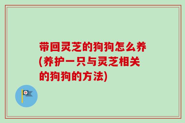 带回灵芝的狗狗怎么养(养护一只与灵芝相关的狗狗的方法)