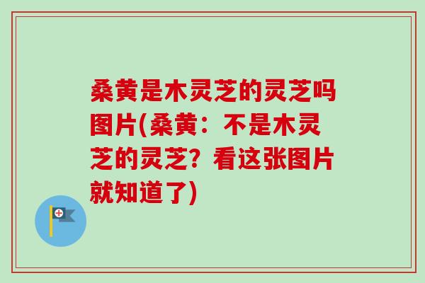 桑黄是木灵芝的灵芝吗图片(桑黄：不是木灵芝的灵芝？看这张图片就知道了)