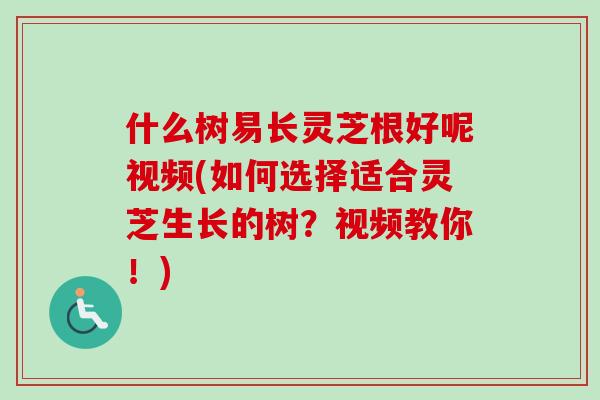 什么树易长灵芝根好呢视频(如何选择适合灵芝生长的树？视频教你！)