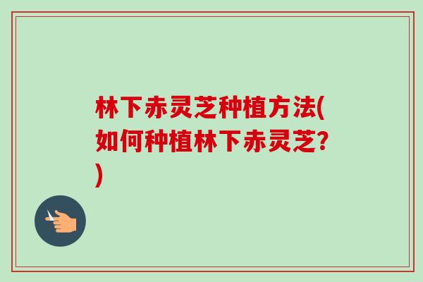 林下赤灵芝种植方法(如何种植林下赤灵芝?) 林下赤灵芝种植方法(如何种植林下赤灵芝?)