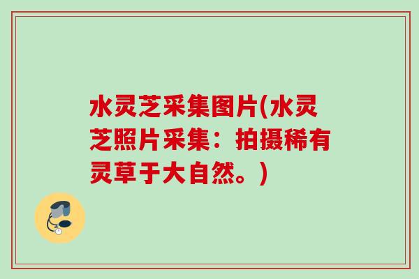 水灵芝采集图片(水灵芝照片采集:拍摄稀有灵草于大自然。) 水灵芝采集图片(水灵芝照片采集:拍摄稀有灵草于大自然。)