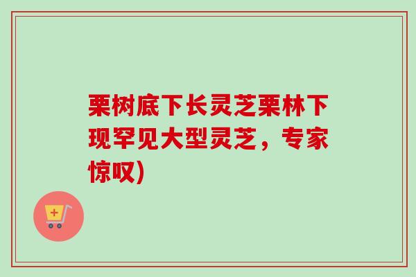 栗树底下长灵芝栗林下现罕见大型灵芝，专家惊叹)