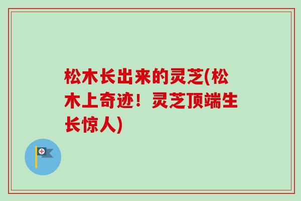 松木长出来的灵芝(松木上奇迹！灵芝顶端生长惊人)