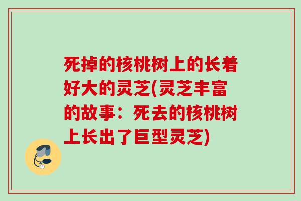 死掉的核桃树上的长着好大的灵芝(灵芝丰富的故事:死去的核桃树上长出了巨型灵芝) 死掉的核桃树上的长着好大的灵芝(灵芝丰富的故事:死去的核桃树上长出了巨型灵芝)