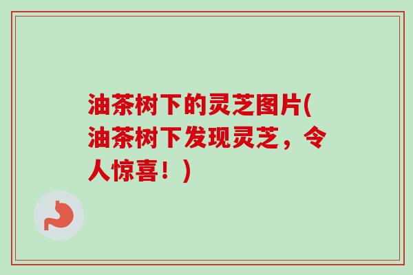 油茶树下的灵芝图片(油茶树下发现灵芝,令人惊喜!) 油茶树下的灵芝图片(油茶树下发现灵芝,令人惊喜!)