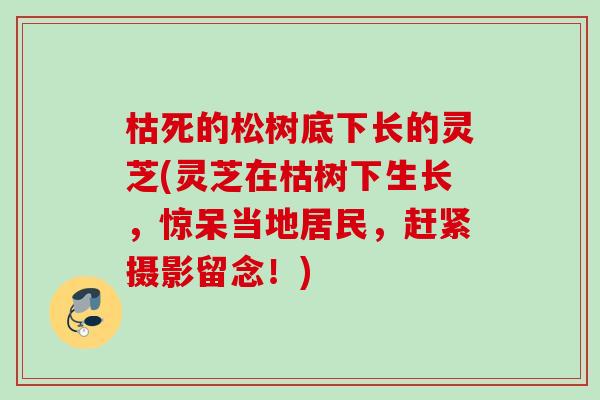 枯死的松树底下长的灵芝(灵芝在枯树下生长,惊呆当地居民,赶紧摄影留念!) 枯死的松树底下长的灵芝(灵芝在枯树下生长,惊呆当地居民,赶紧摄影留念!)