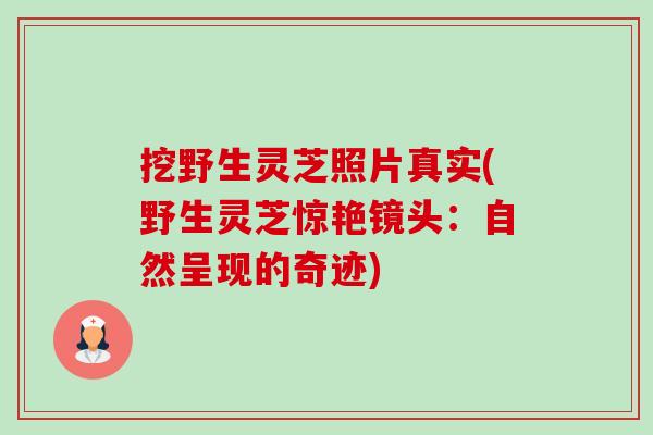 挖野生灵芝照片真实(野生灵芝惊艳镜头:自然呈现的奇迹) 挖野生灵芝照片真实(野生灵芝惊艳镜头:自然呈现的奇迹)