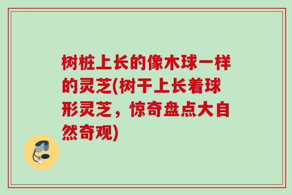 树桩上长的像木球一样的灵芝(树干上长着球形灵芝，惊奇盘点大自然奇观)