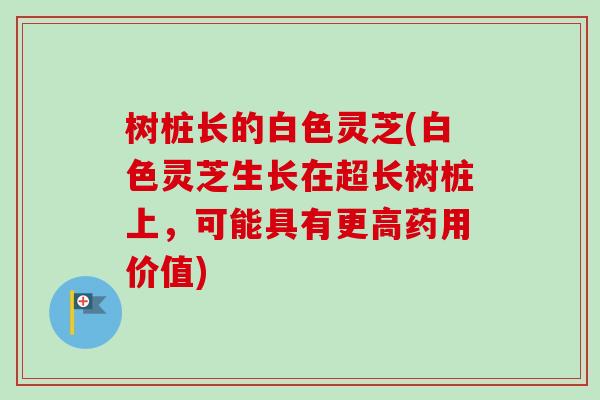 树桩长的白色灵芝(白色灵芝生长在超长树桩上,可能具有更高药用价值) 树桩长的白色灵芝(白色灵芝生长在超长树桩上,可能具有更高药用价值)