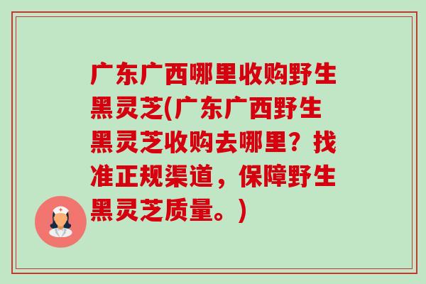广东广西哪里收购野生黑灵芝(广东广西野生黑灵芝收购去哪里?找准正规渠道,保障野生黑灵芝质量。) 广东广西哪里收购野生黑灵芝(广东广西野生黑灵芝收购去哪里?找准正规渠道,保障野生黑灵芝质量。)