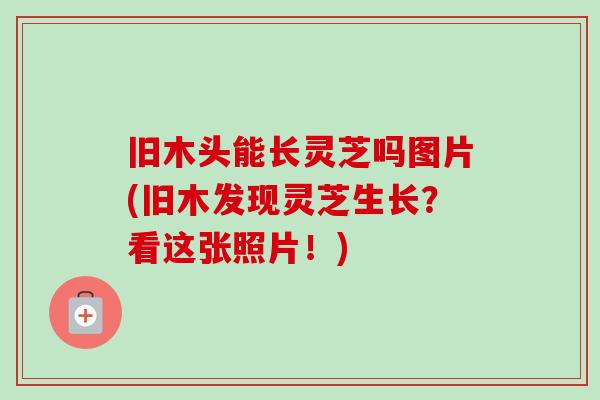 旧木头能长灵芝吗图片(旧木发现灵芝生长?看这张照片!) 旧木头能长灵芝吗图片(旧木发现灵芝生长?看这张照片!)
