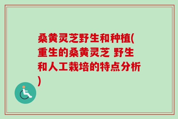 桑黄灵芝野生和种植(重生的桑黄灵芝 野生和人工栽培的特点分析)