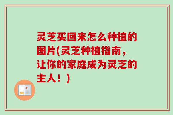 灵芝买回来怎么种植的图片(灵芝种植指南,让你的家庭成为灵芝的主人!) 灵芝买回来怎么种植的图片(灵芝种植指南,让你的家庭成为灵芝的主人!)