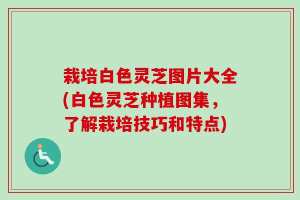 栽培白色灵芝图片大全(白色灵芝种植图集,了解栽培技巧和特点) 栽培白色灵芝图片大全(白色灵芝种植图集,了解栽培技巧和特点)