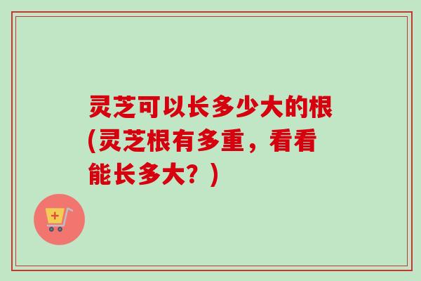 灵芝可以长多少大的根(灵芝根有多重,看看能长多大?) 灵芝可以长多少大的根(灵芝根有多重,看看能长多大?)