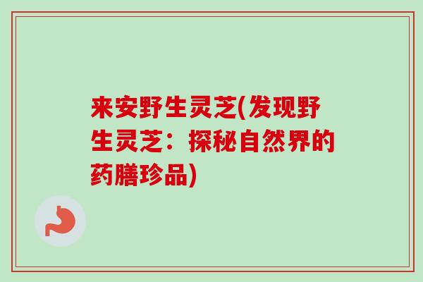 来安野生灵芝(发现野生灵芝:探秘自然界的药膳珍品) 来安野生灵芝(发现野生灵芝:探秘自然界的药膳珍品)