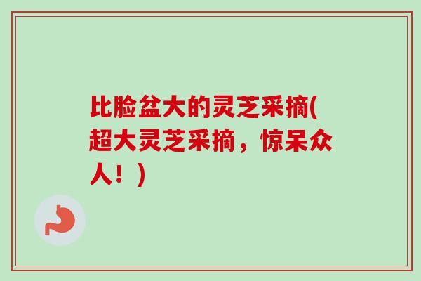 比脸盆大的灵芝采摘(超大灵芝采摘,惊呆众人!) 比脸盆大的灵芝采摘(超大灵芝采摘,惊呆众人!)